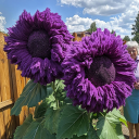 Teddy Bear Purple#1