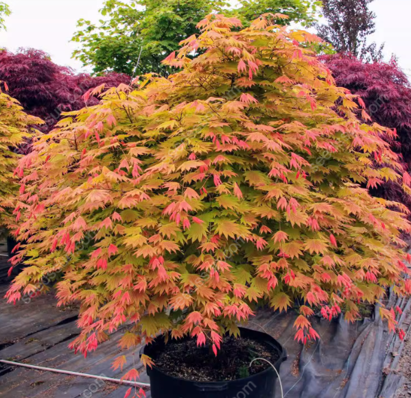 Acer Palmatum Seeds