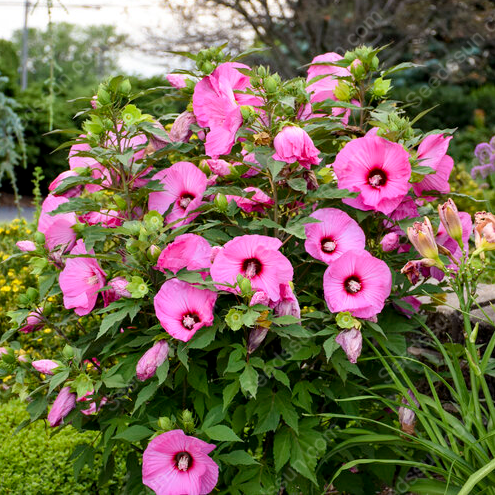 Hibiscus seeds-easy to grow indoor balcony potted flowers