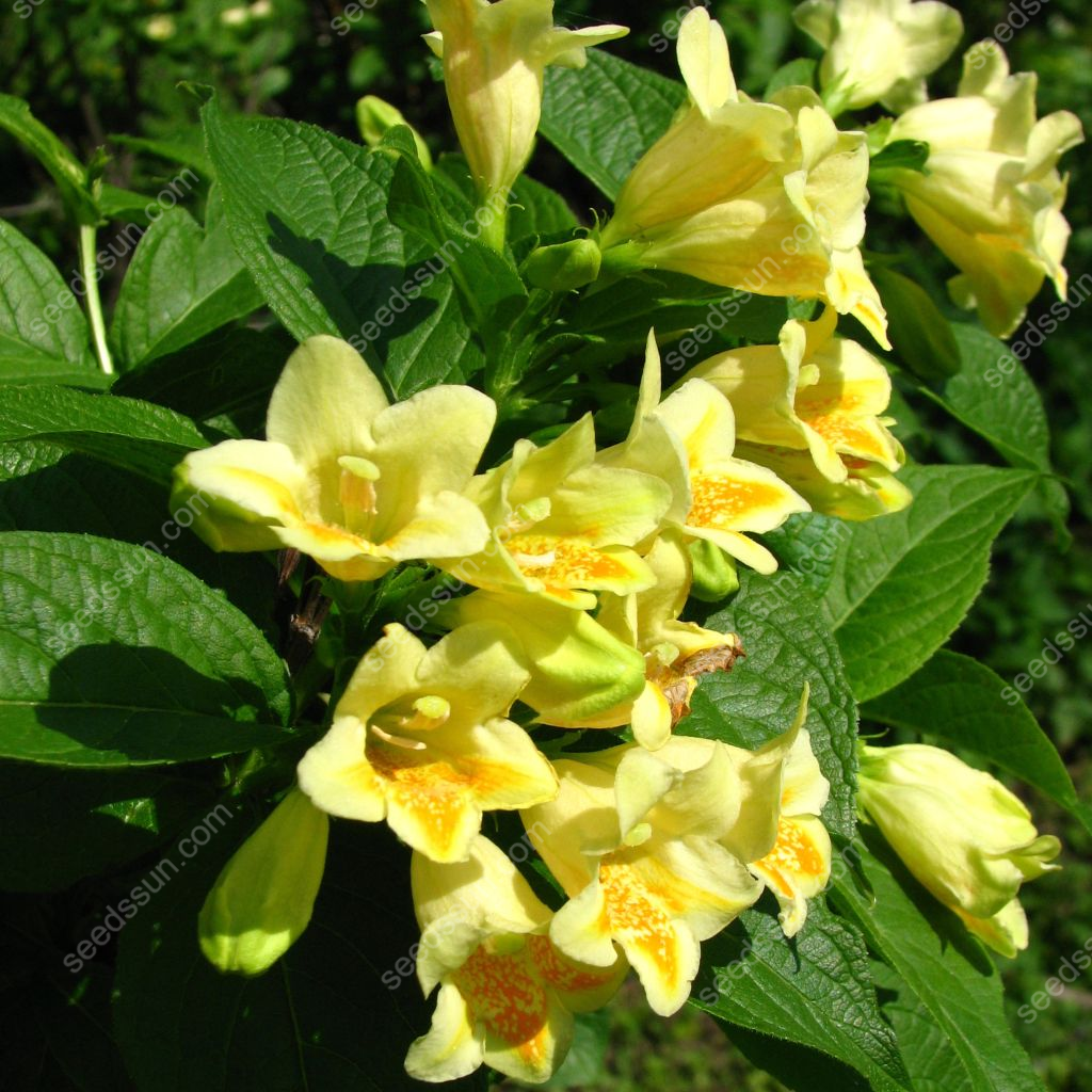 Weigela Florida Seeds