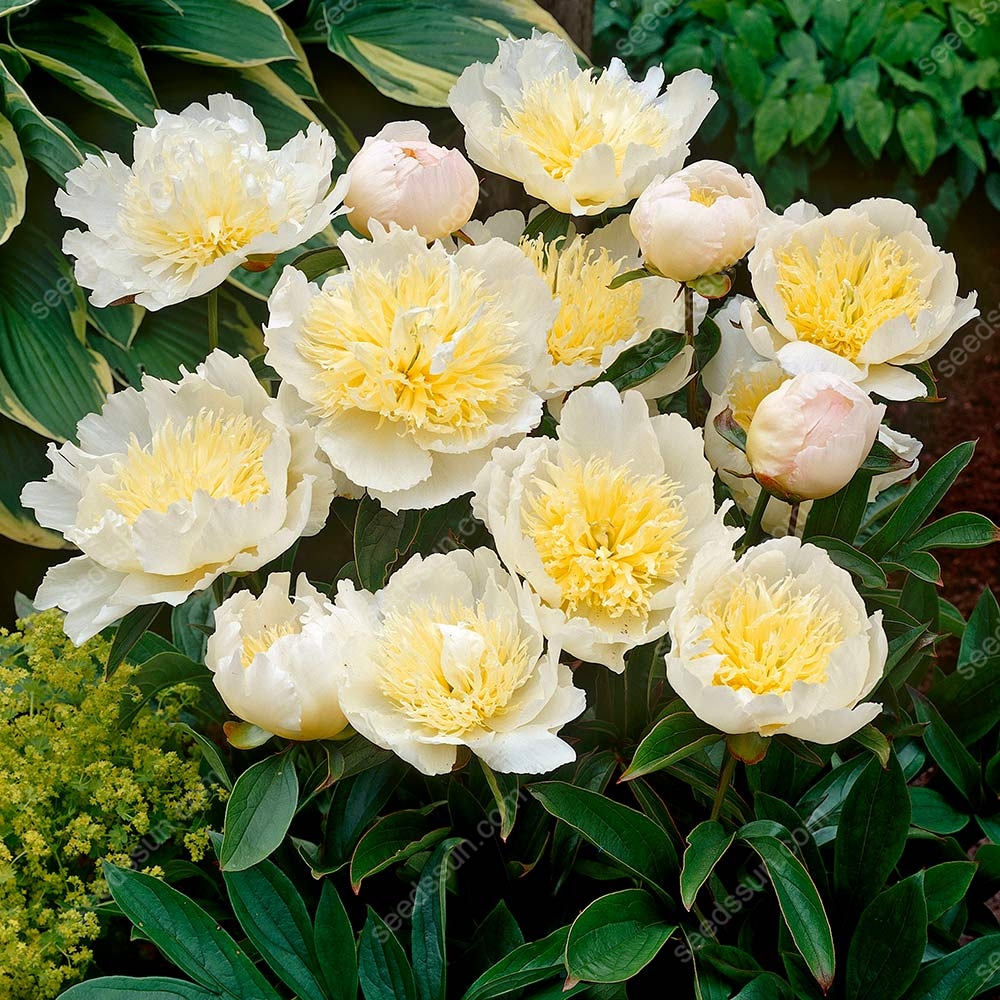 Peony Seeds"Honey Gold"