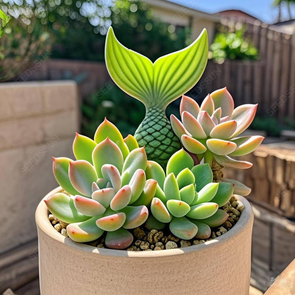 Fishtail succulent seeds