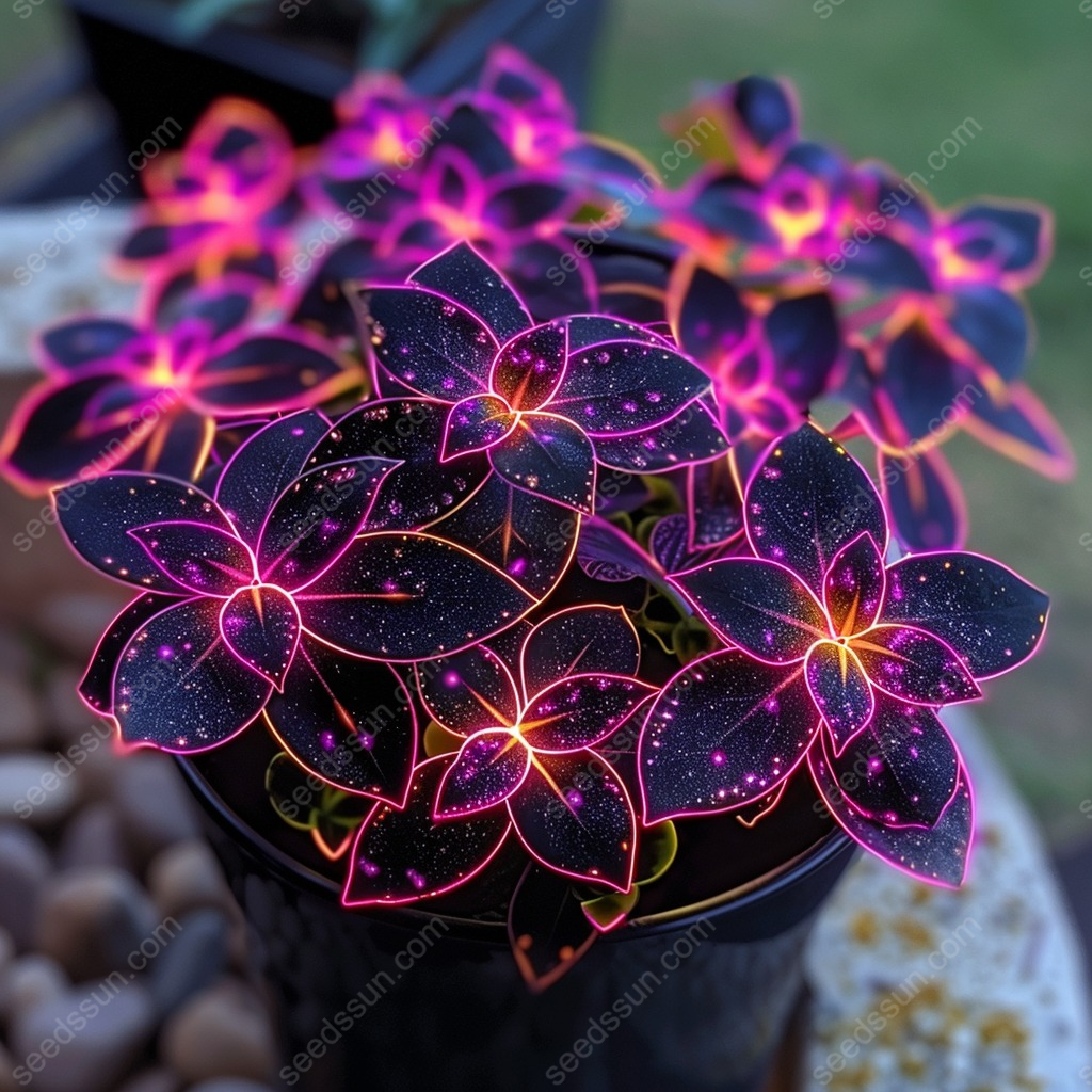 Night Sky Coleus Seeds