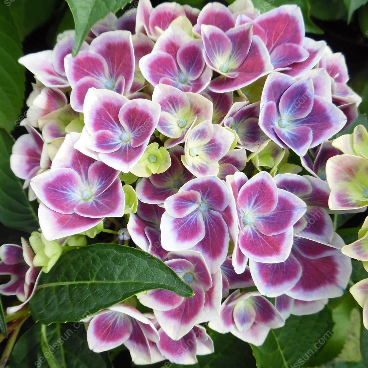 Rare Hydrangea Seeds
