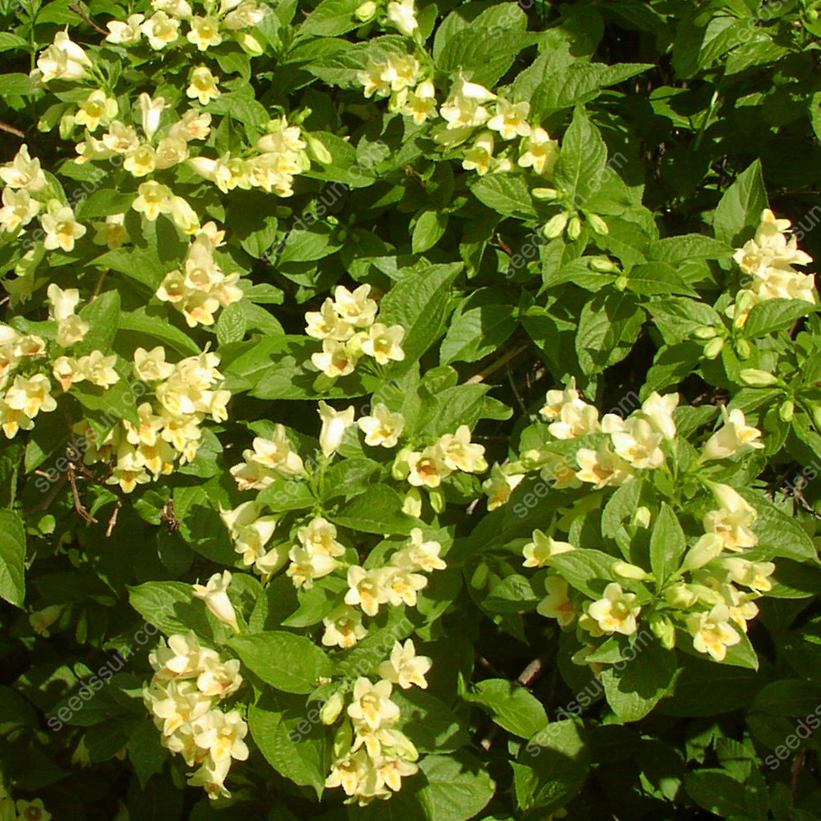 Weigela Florida Seeds