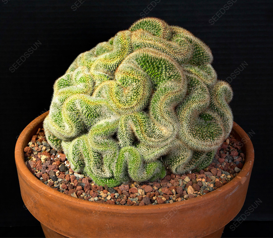 Brain Cactus Seeds