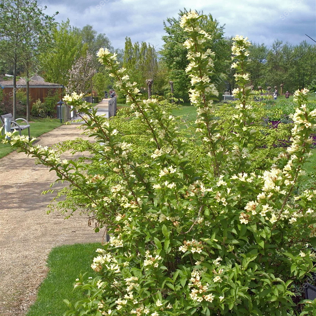 Weigela Florida Seeds