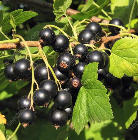 Currant Seeds