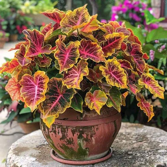 Colored Caladium Seeds