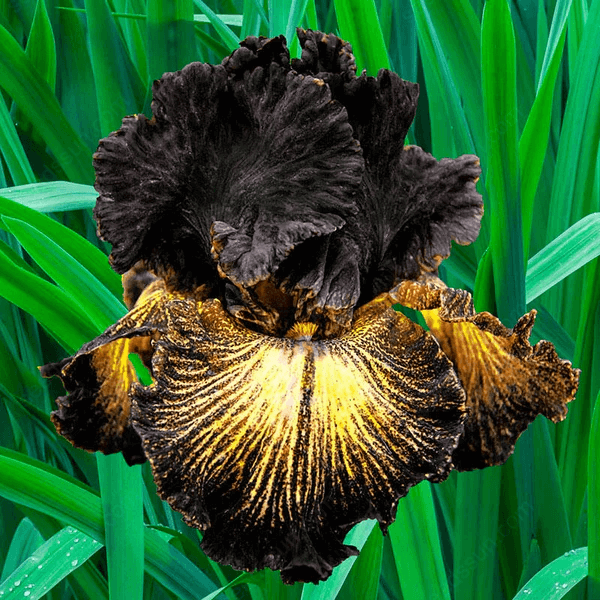 Iris - Easy to Grow Perennial-Flower Bulbs