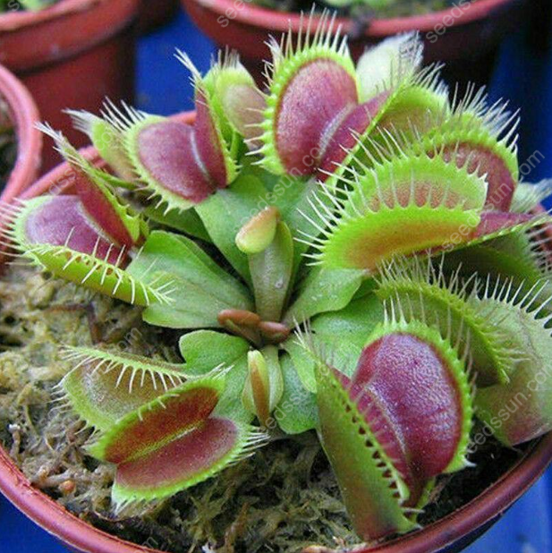 VENUS FLYTRAP SEEDS, PLANT SEEDS, INSECTIVOROUS PLANT