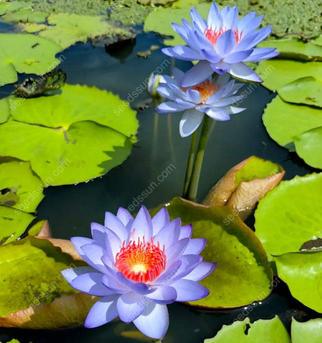 Nymphaea 'James Brydon' Seeds