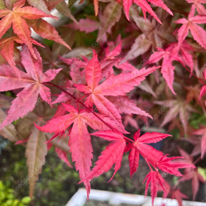 Acer Palmatum Seeds
