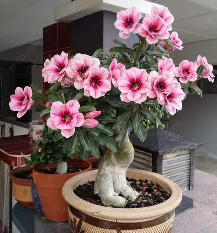 Desert Rose Seeds