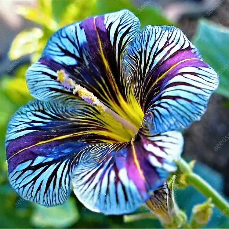Chilean Morning Glory Seeds