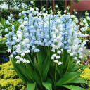 White & Blue