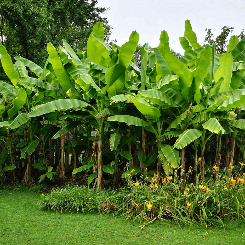 Banana Seeds