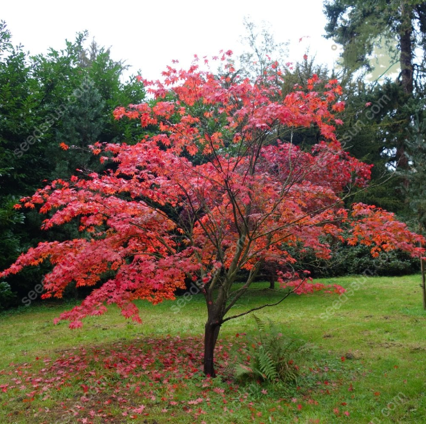 Acer Palmatum Seeds
