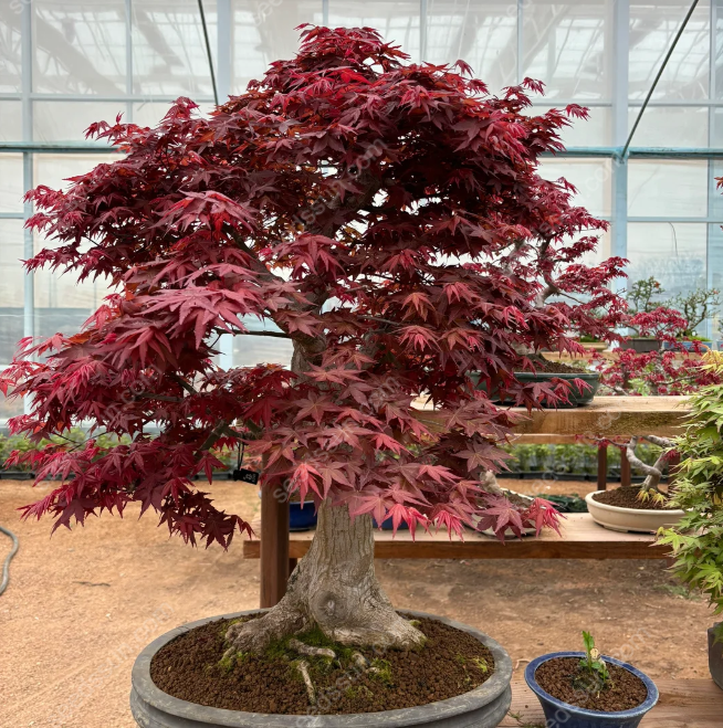 Acer Palmatum Seeds