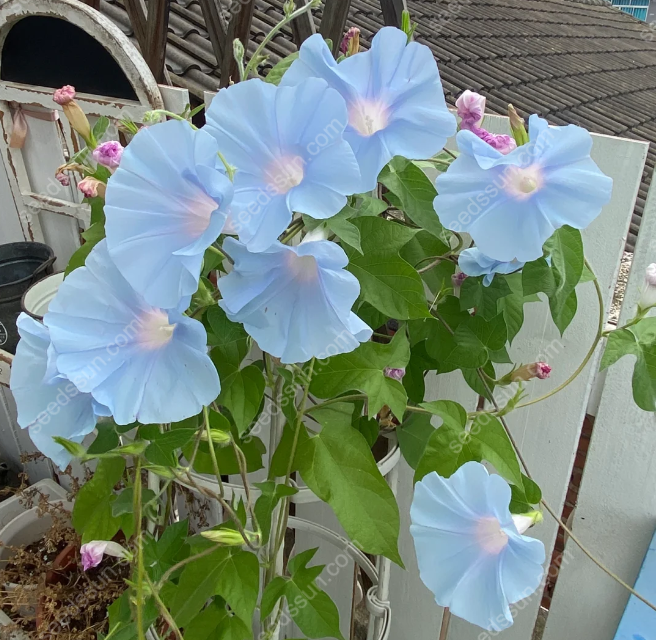 MOONFLOWER SEEDS