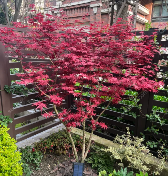 Acer Palmatum Seeds