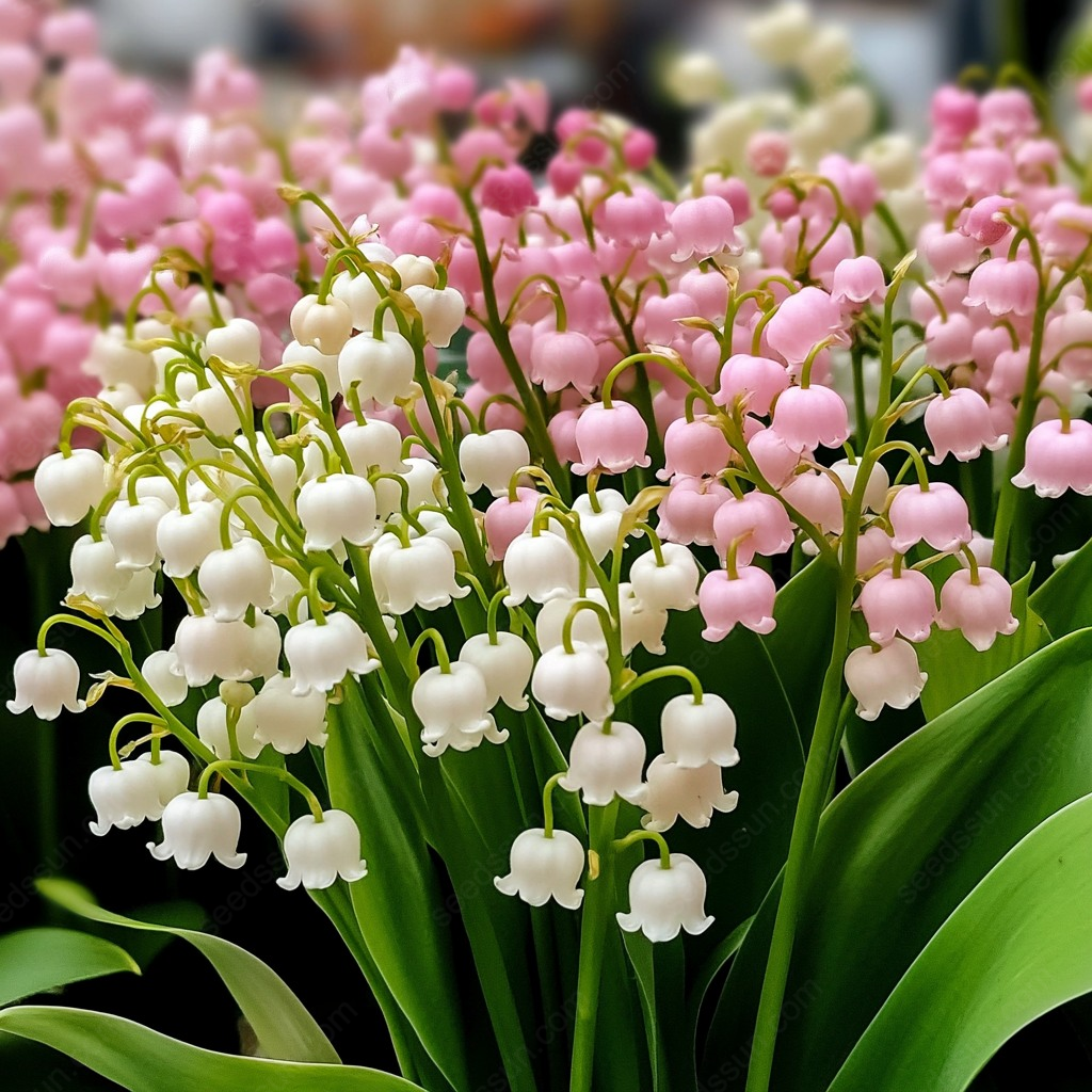 Lily of the Valley Seeds Four Seasons Flowers Sleeping Plants
