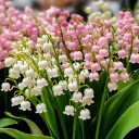 White & Pink