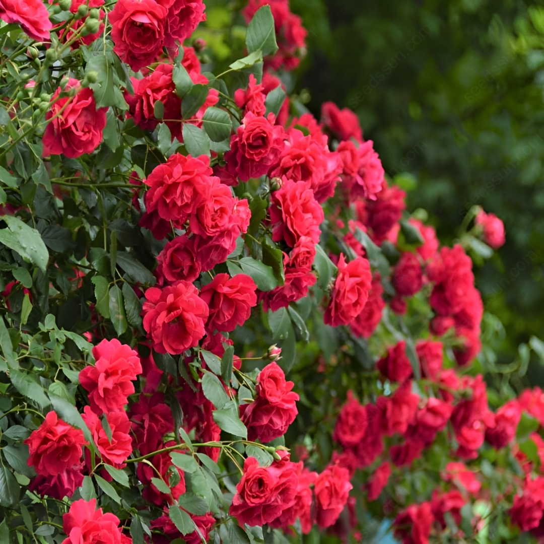 Rosa banksiae Flower Seeds