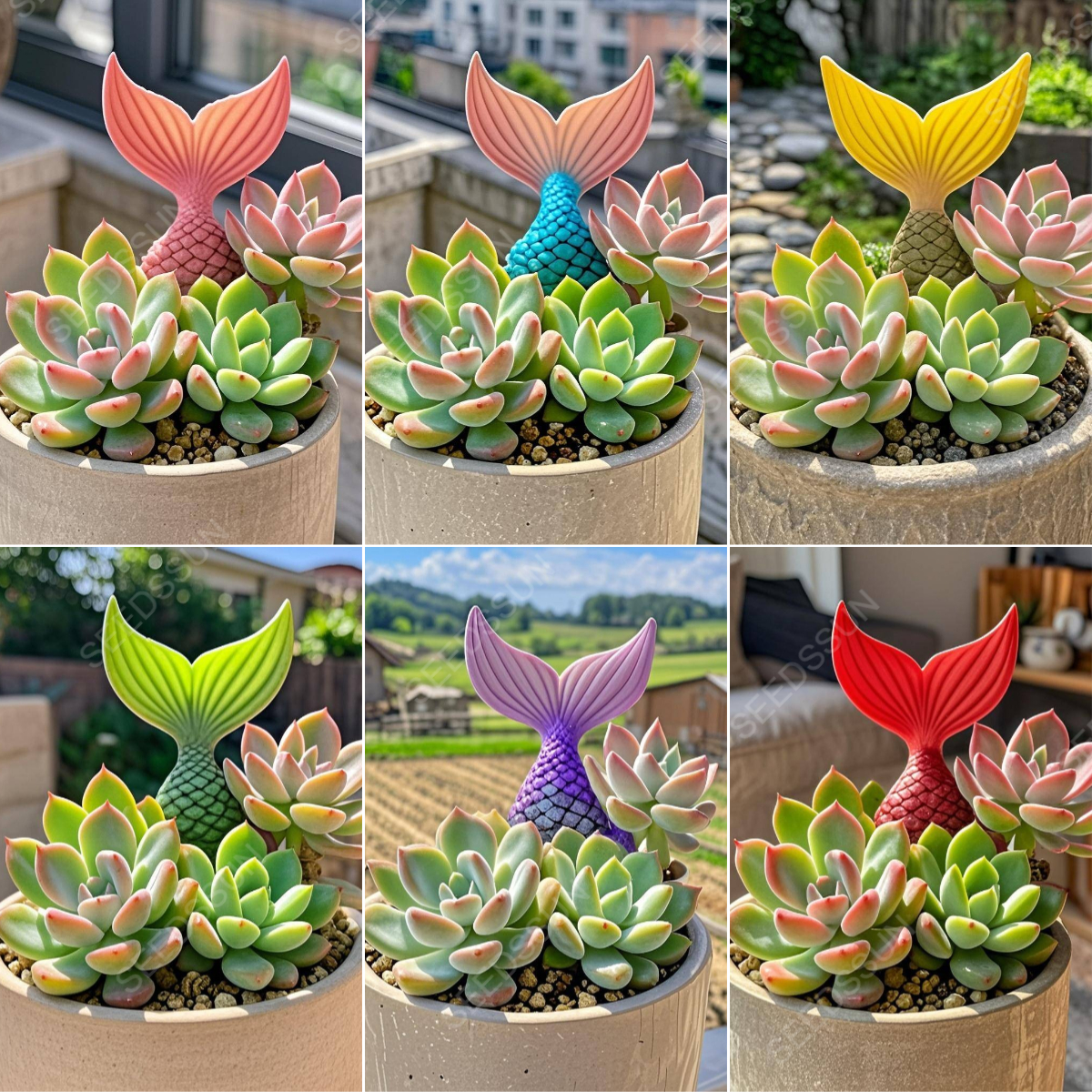 Fishtail succulent seeds