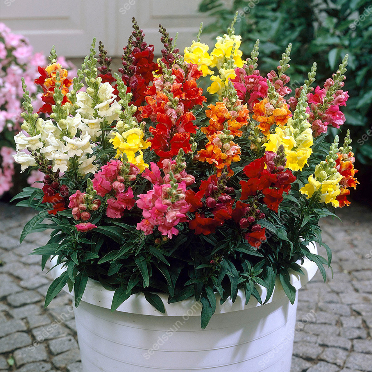 Antirrhinum majus Seeds