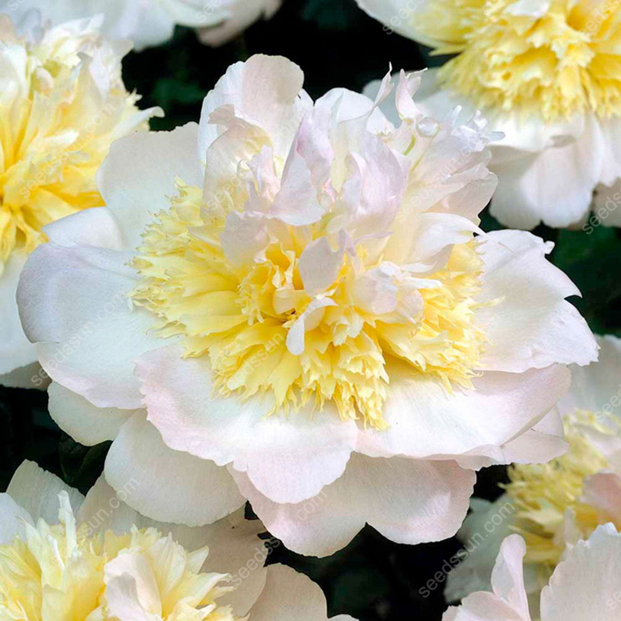 Peony Seeds"Honey Gold"