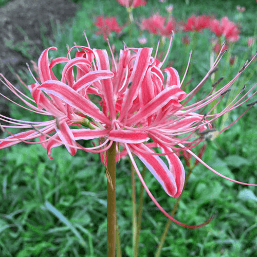 Spider Lily Blubs
