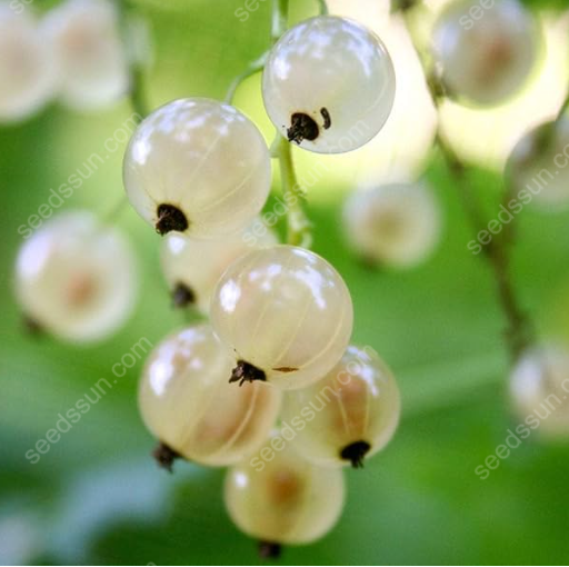 Currant Seeds