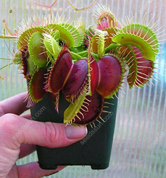 VENUS FLYTRAP SEEDS, PLANT SEEDS, INSECTIVOROUS PLANT