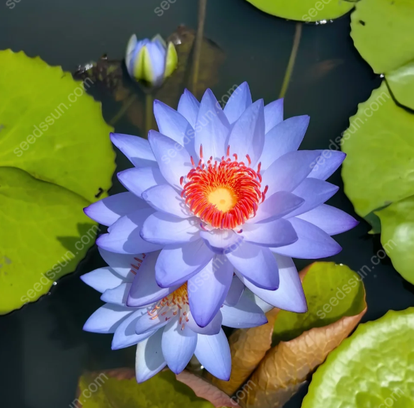 Nymphaea 'James Brydon' Seeds