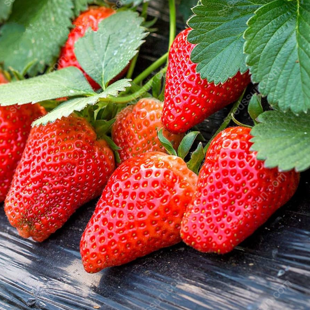 Creamy Strawberry Seeds