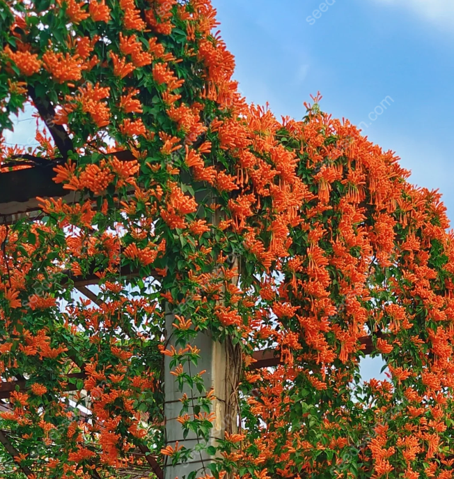 Pyrostegia Venusta Seeds