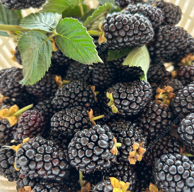 Giant Blackberry Seeds