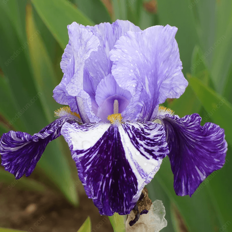 Iris - Easy to Grow Perennial-Flower Bulbs