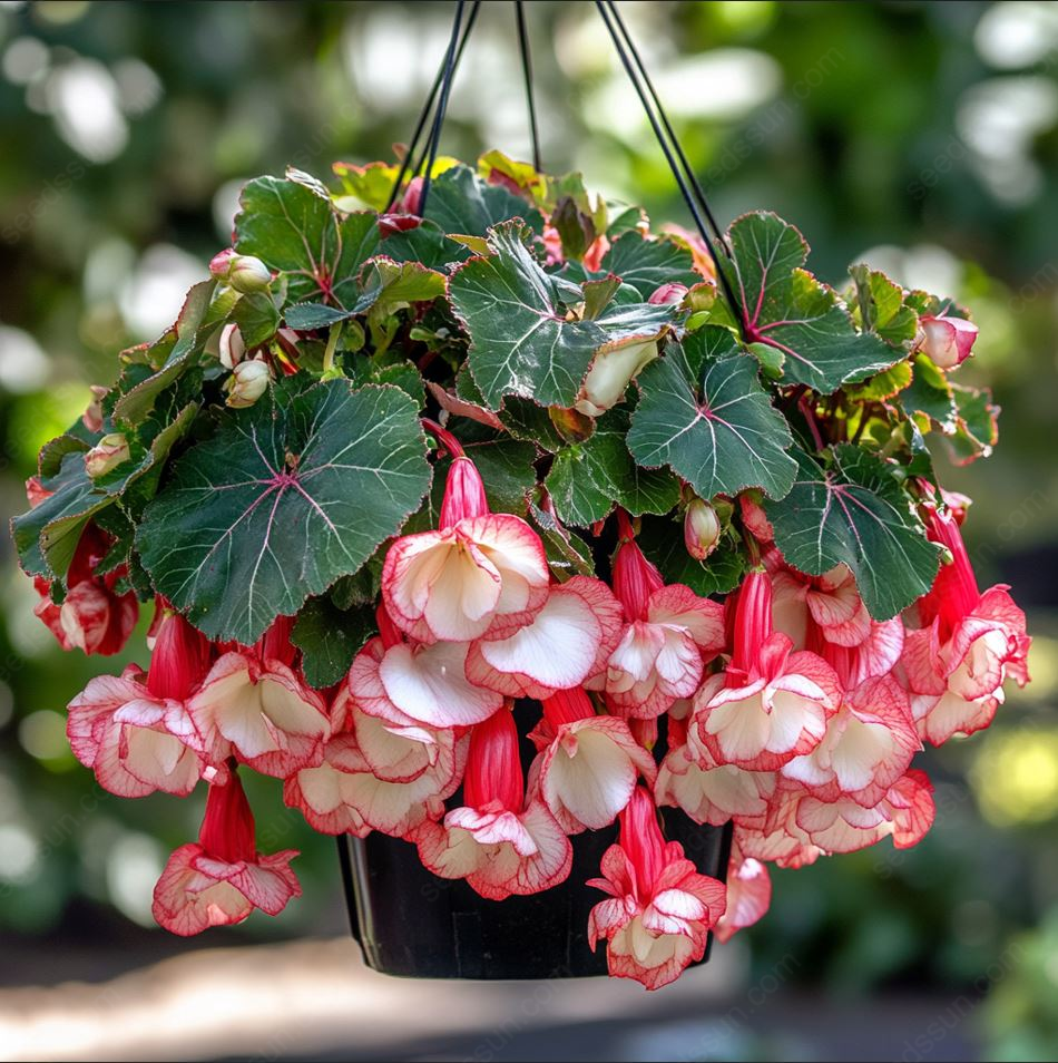 Weeping Begonia Seeds