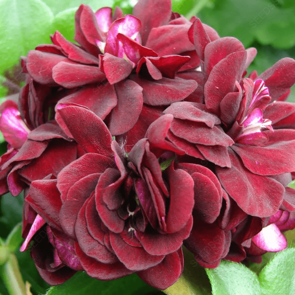 Double Apple Geranium Seeds