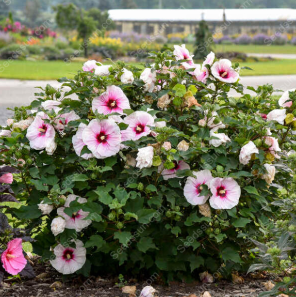 Hibiscus seeds-easy to grow indoor balcony potted flowers