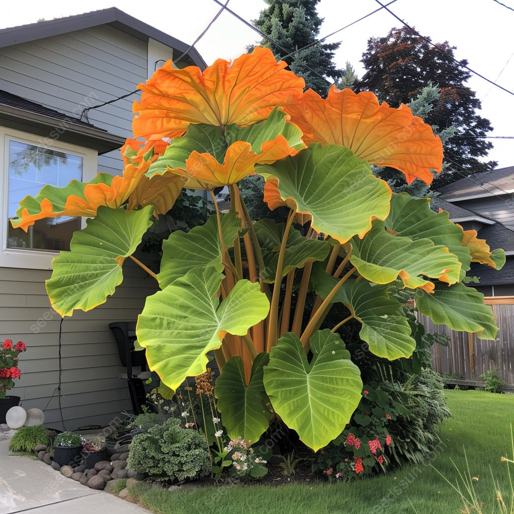 Giant Caladium Seeds