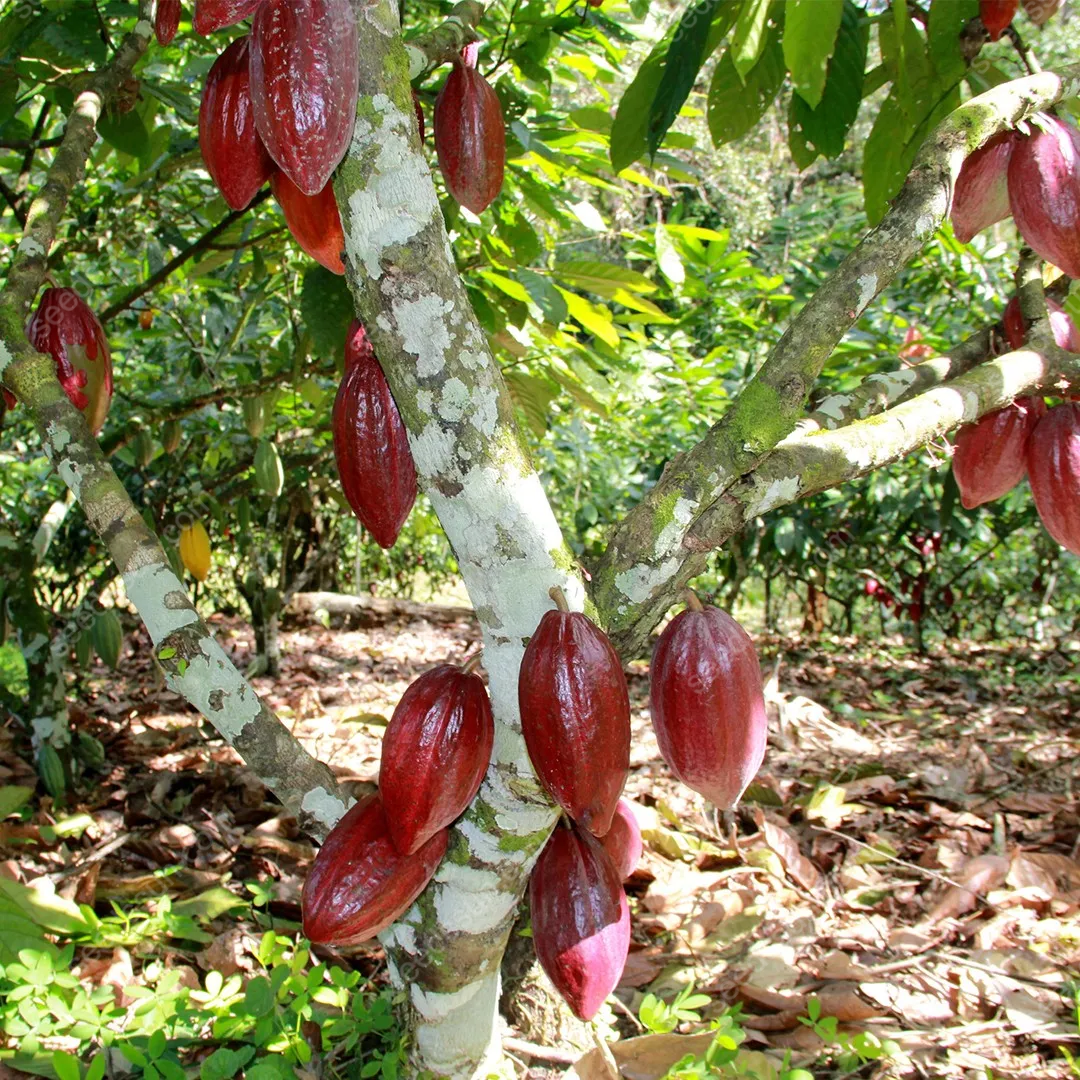 Fresh Rare Organic Theobroma Cacao Chocolate Tree Seeds