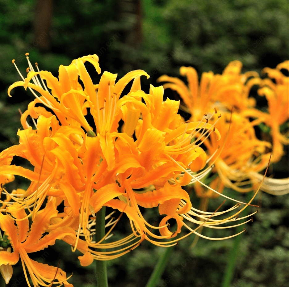 Spider Lily Blubs