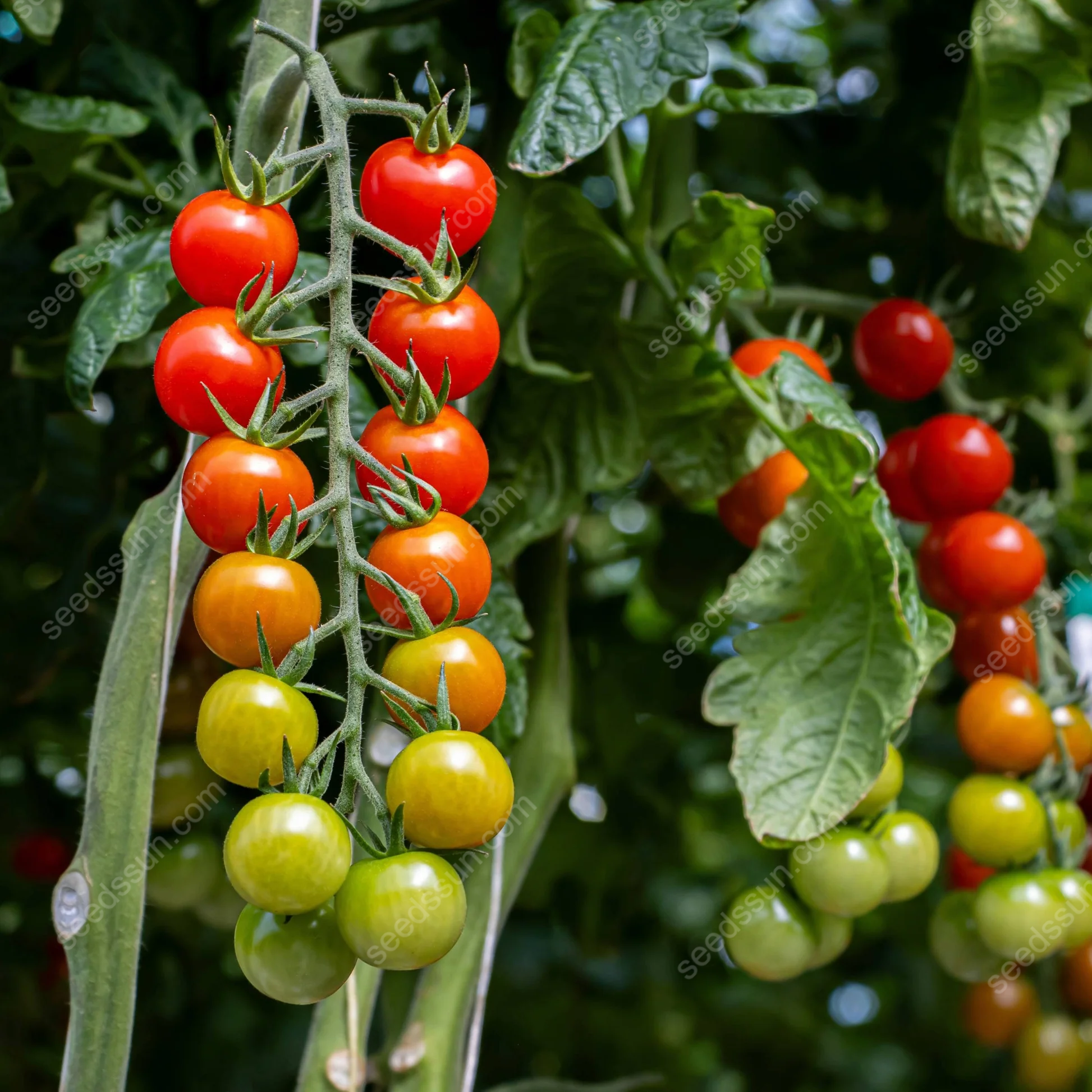 Solanum lycopersicum Tomato Seeds