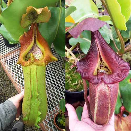 VENUS FLYTRAP SEEDS, PLANT SEEDS, INSECTIVOROUS PLANT