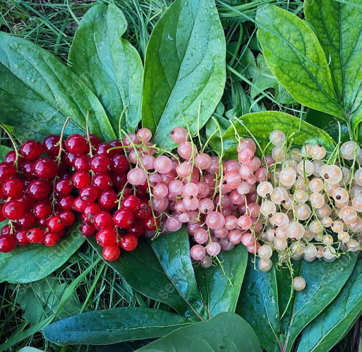 Currant Seeds