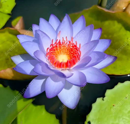 Nymphaea 'James Brydon' Seeds