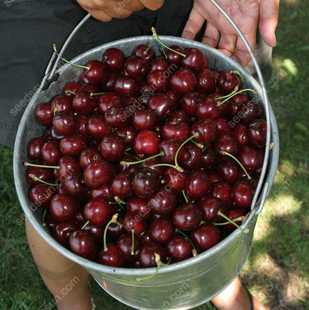 Prunus avium Sweet Cherry Seeds
